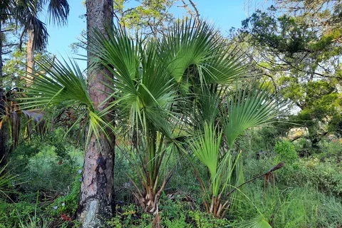 Little Talbot Island State Park