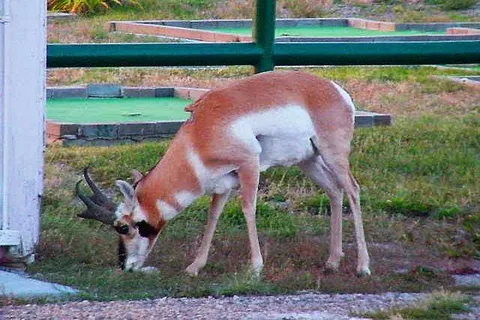 Red Desert Rose Campground