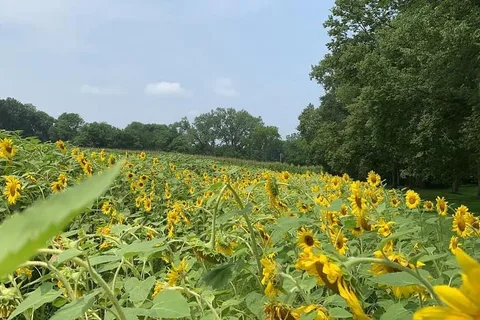 Hickory Grove Campground AND RV Park
