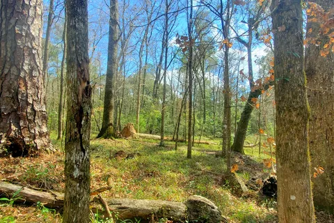 Magnolia Loop - O Leno State Park