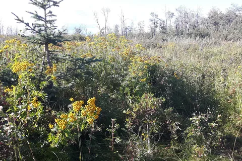 Saskatoon Island Provincial Park