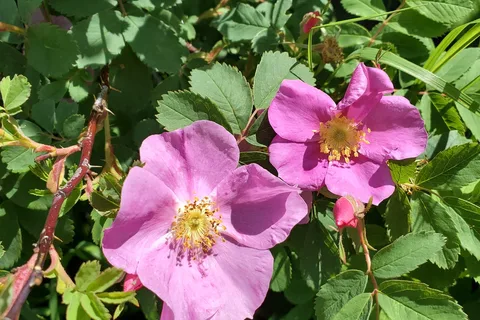 Saskatoon Island Provincial Park