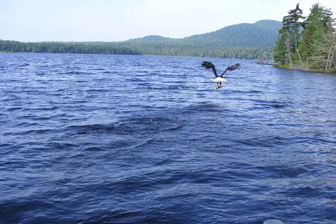 Deer River Campsites