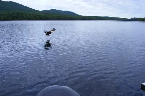 Deer River Campsites