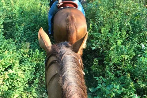 Manestay Stables
