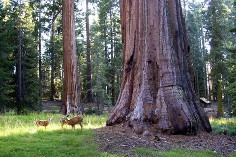 Redwood Meadows RV Resort