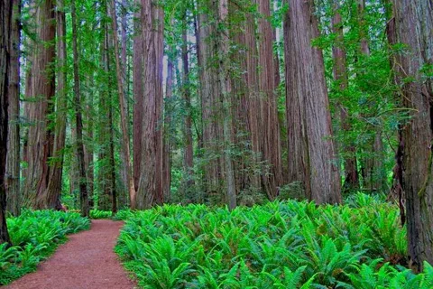 Redwood Meadows RV Resort