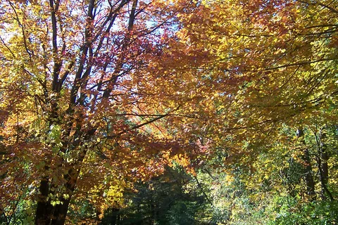 Country Village Campgrounds
