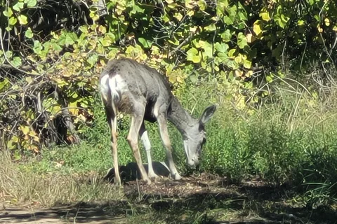 Pine Lawn Ranch MH and RV Park