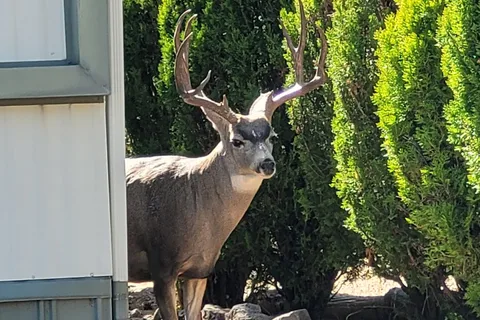 Pine Lawn Ranch MH and RV Park