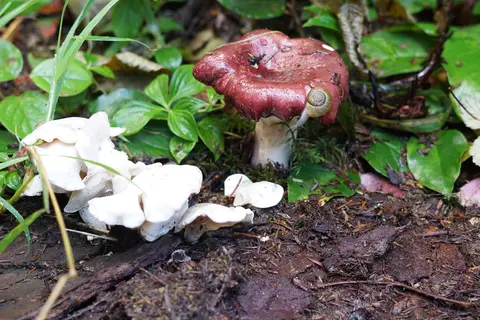 Heart of the Hills Campground - Olympic National Park