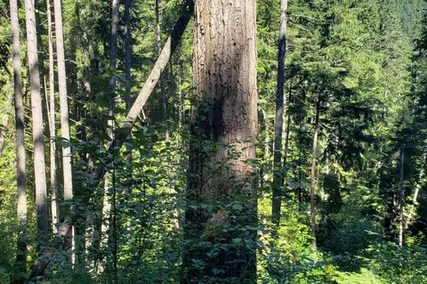 Heart of the Hills Campground - Olympic National Park
