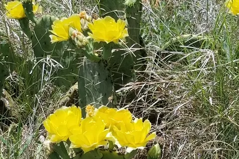 Shady Grove - Possum Kingdom State Park
