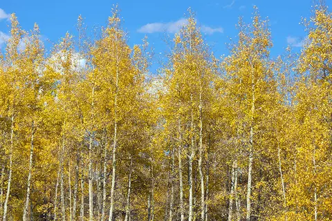 Aspen Ridge RV Park