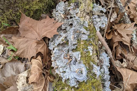 Glade Creek - New River Gorge National River