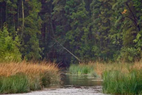 Cedar Creek Campground and Canoe Rent
