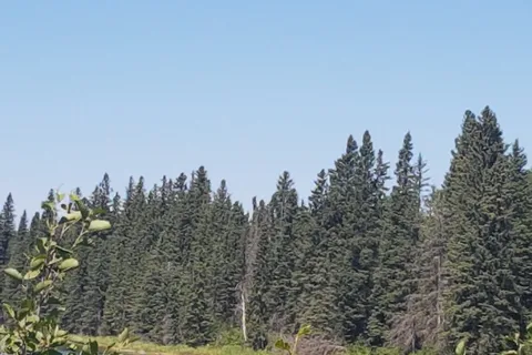 Townsend Lake - Woody River Provincial Rec Site