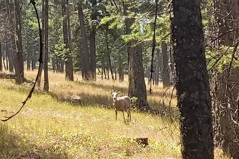 Redstreak Campground - Kootenay National Park
