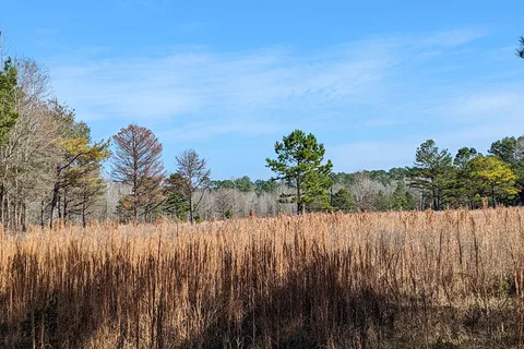 Mission Tejas State Park