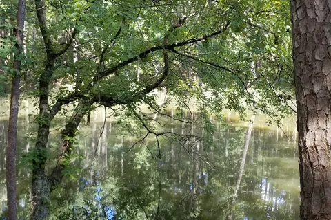 Mission Tejas State Park