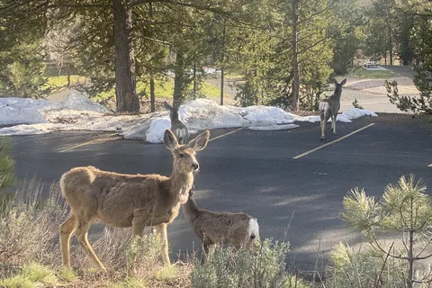 McCall RV Resort