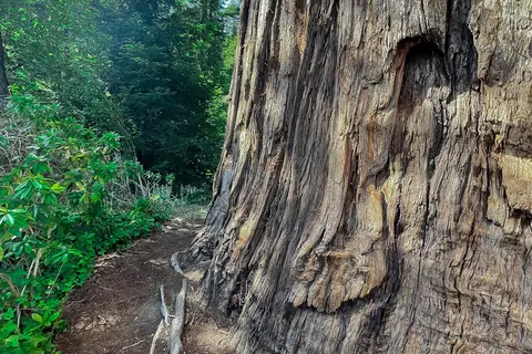 Giant Redwoods RV and Cabin Destination
