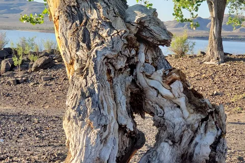 Blackbird Point Area - Lahontan State Recreation Area