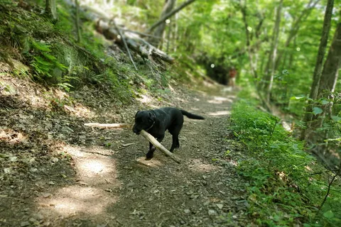Mount Ascutney State Park