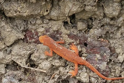 Cardinal Campsite