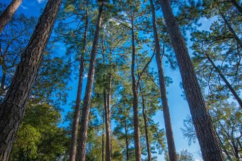 Bass Lake Campground