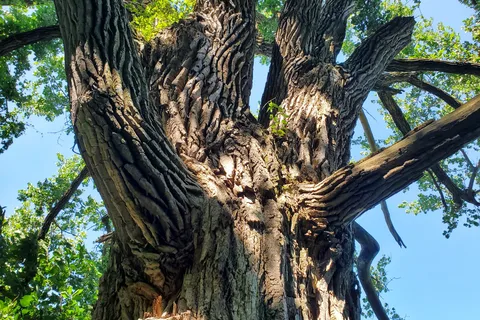 Elinor Bedell State Park