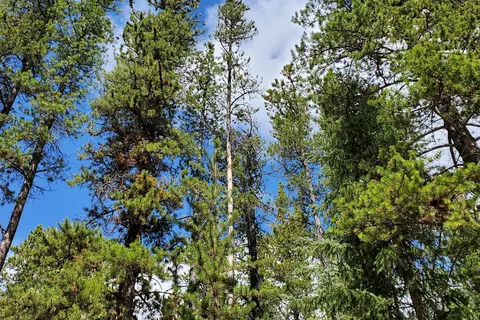 Mclean Creek Campground