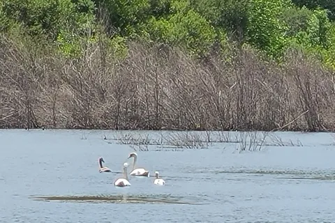 Massasoit State Park