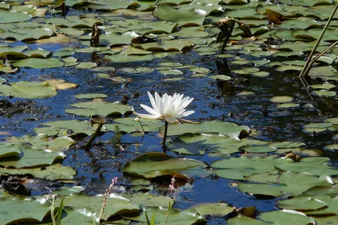 Massasoit State Park
