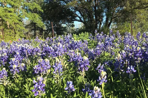 Cactus Rose RV Park