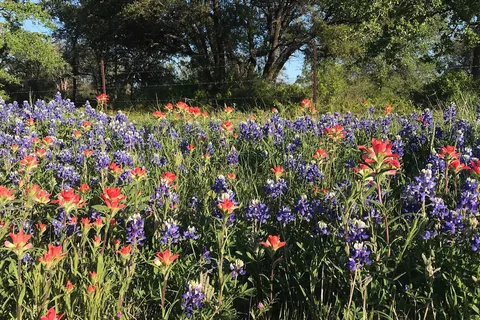 Cactus Rose RV Park