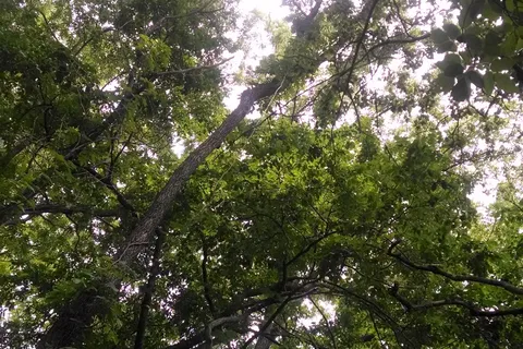 Nauvoo State Park