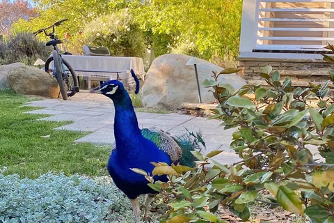 Ventura Ranch KOA Holiday