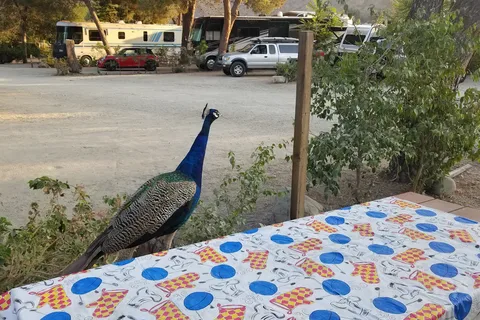 Ventura Ranch KOA Holiday