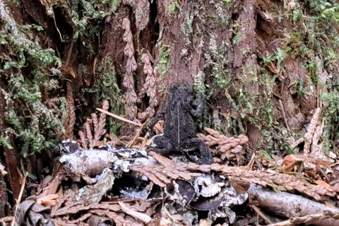 Ralph River - Strathcona Provincial Park