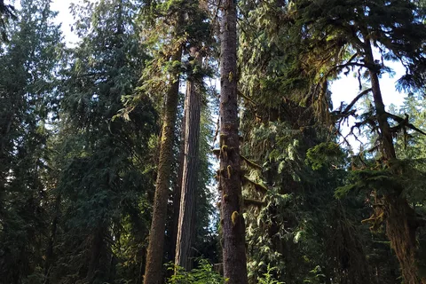Ralph River - Strathcona Provincial Park
