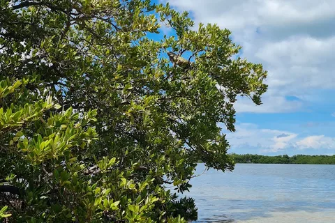 Curry Hammock State Park