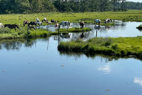 Jellystone Park Chincoteague Island