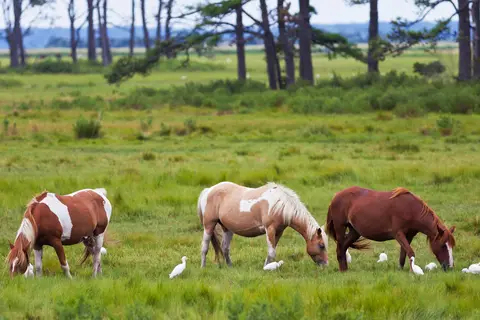 Jellystone Park Chincoteague Island