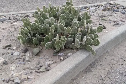 Desert Cove - Elephant Butte Lake State Park