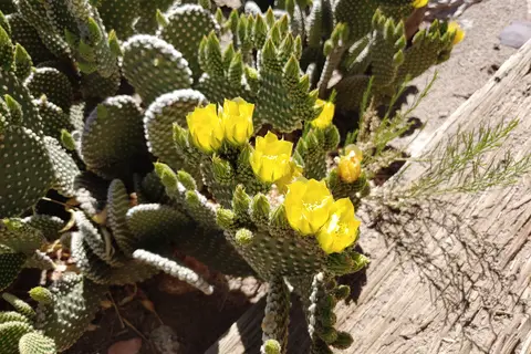 Desert Cove - Elephant Butte Lake State Park