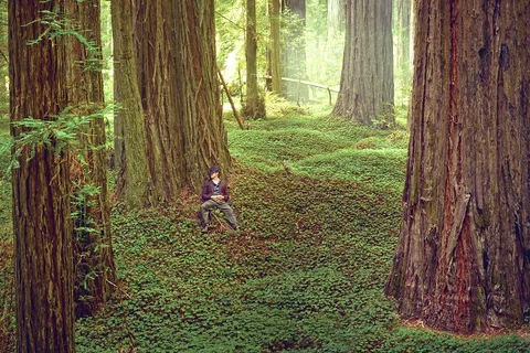 Redwood Coast Cabins & RV Resort
