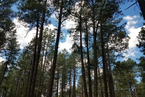 Woody Mountain Campground