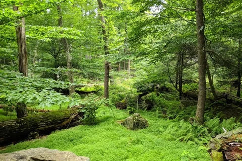 Houck - Cunningham Falls State Park