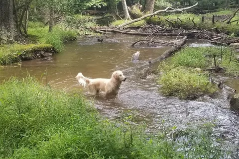Houck - Cunningham Falls State Park